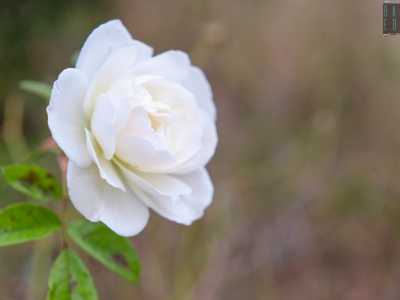 ...e qualche prematuro bocciolo di rosa